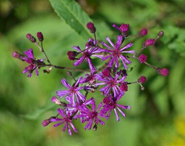 Bloom plant summer photo