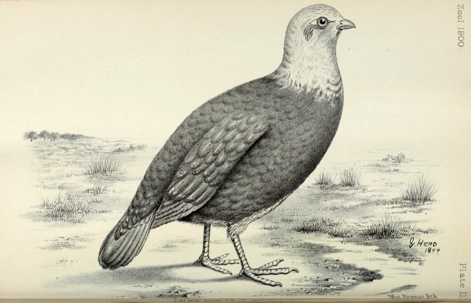 Zoologist2475 0126