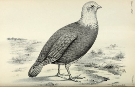 Zoologist2475 0126