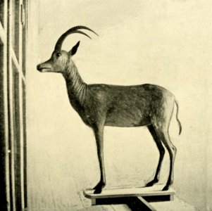 Zoologist4th series, vol 5 470