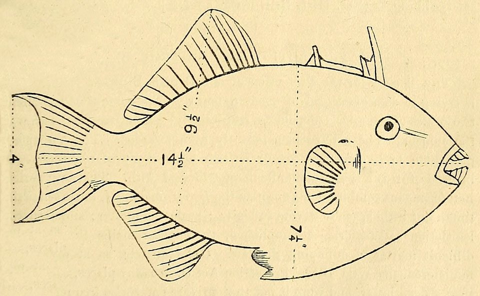 Zoologist4th series, vol 5 249