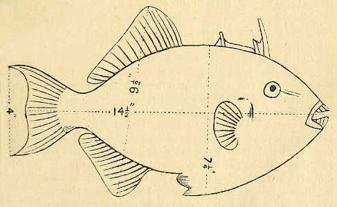 Zoologist4th series, vol 5 249