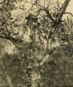 Zoologistmont46190260lond 315