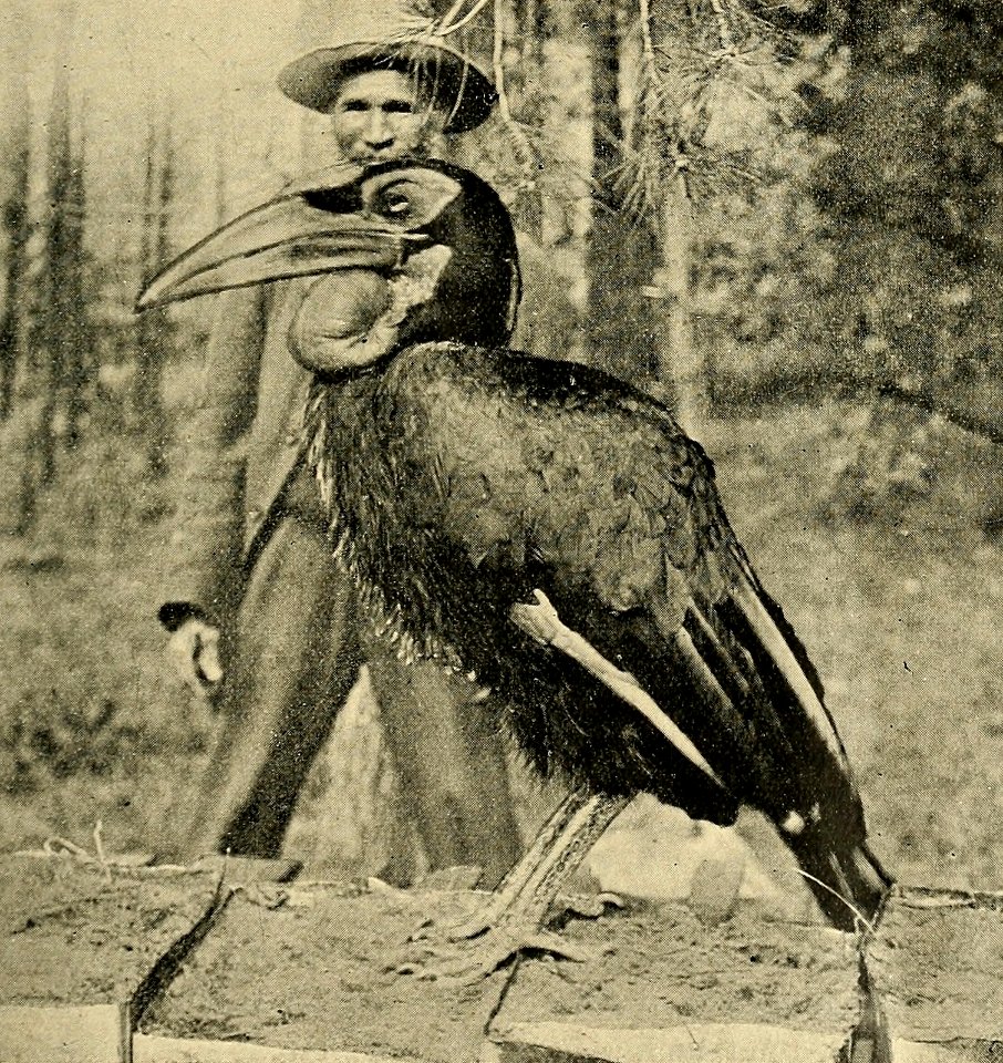 Zoologistmont46190260lond 079