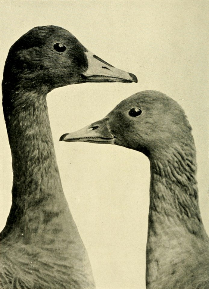 Zoologistmont46190260lond 516