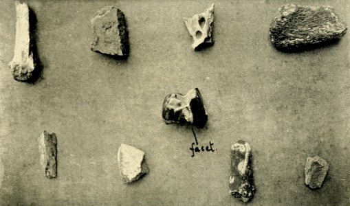 Zoologistmont46190260lond 380