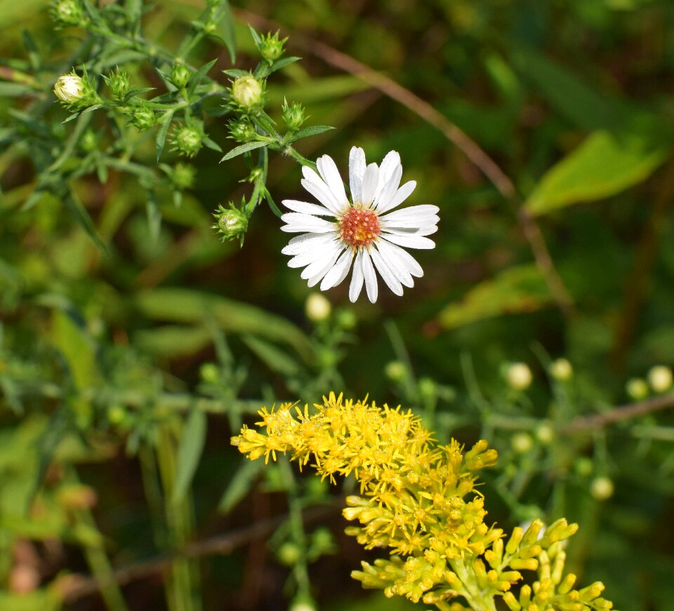 Bloom plant nature