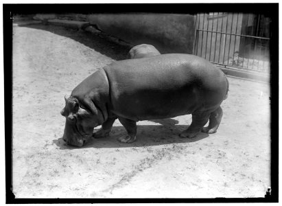 ZOO. HIPPO LOC hec.06156