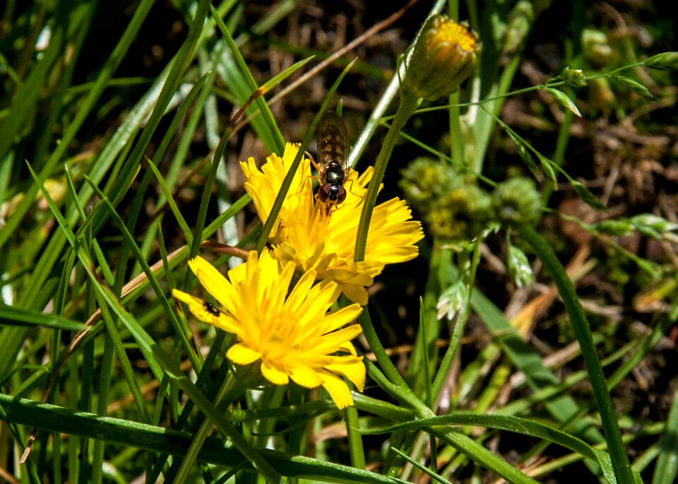 Plant flower grass photo