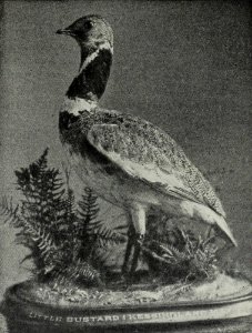 Zoologist2376 0144