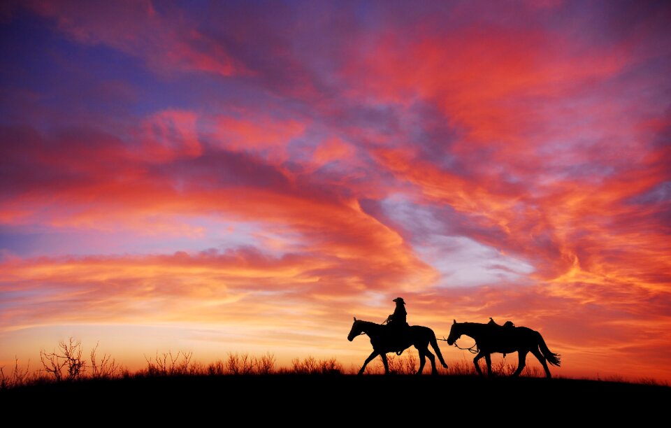 Horse dusk freedom