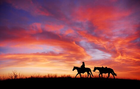 Horse dusk freedom photo
