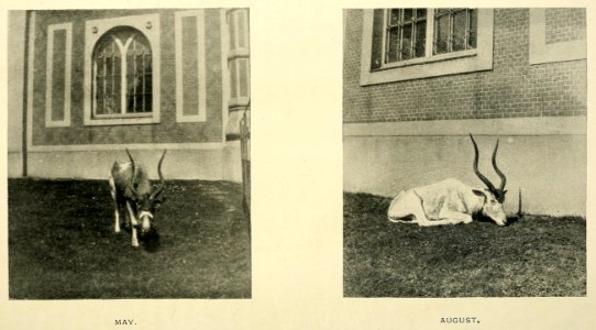 Zoologistmont46190260lond 426