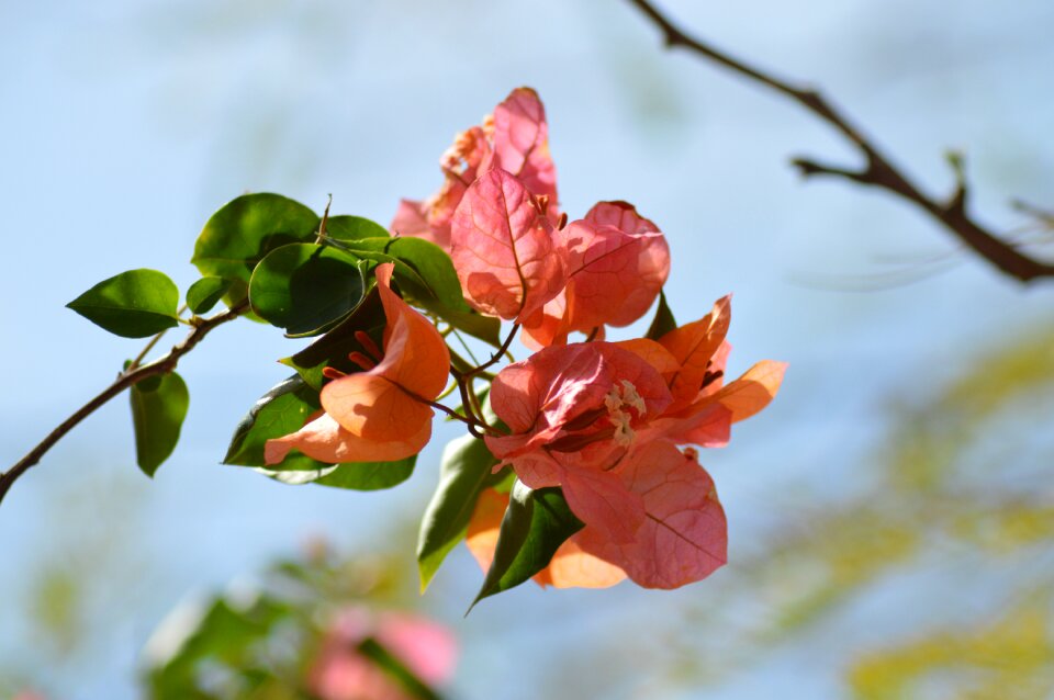 Tree branch plant