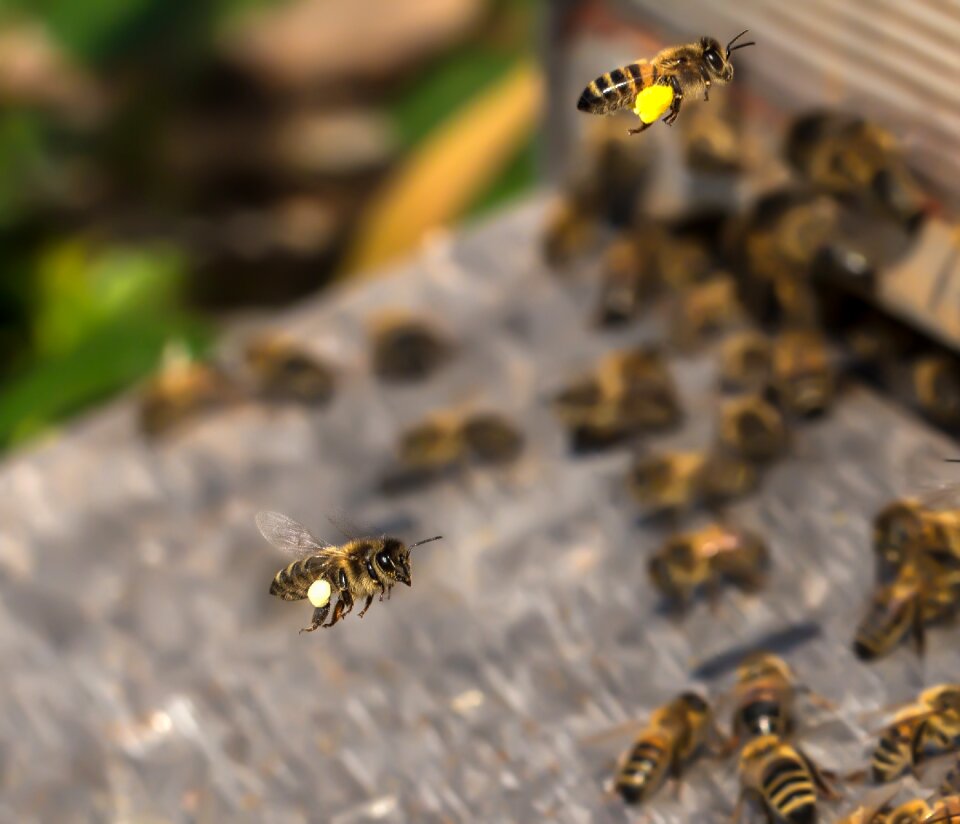 Honey bees stand honey bee