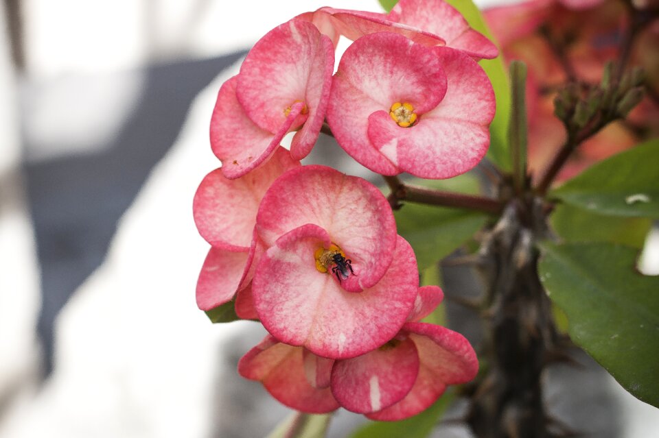 Garden leaf bee