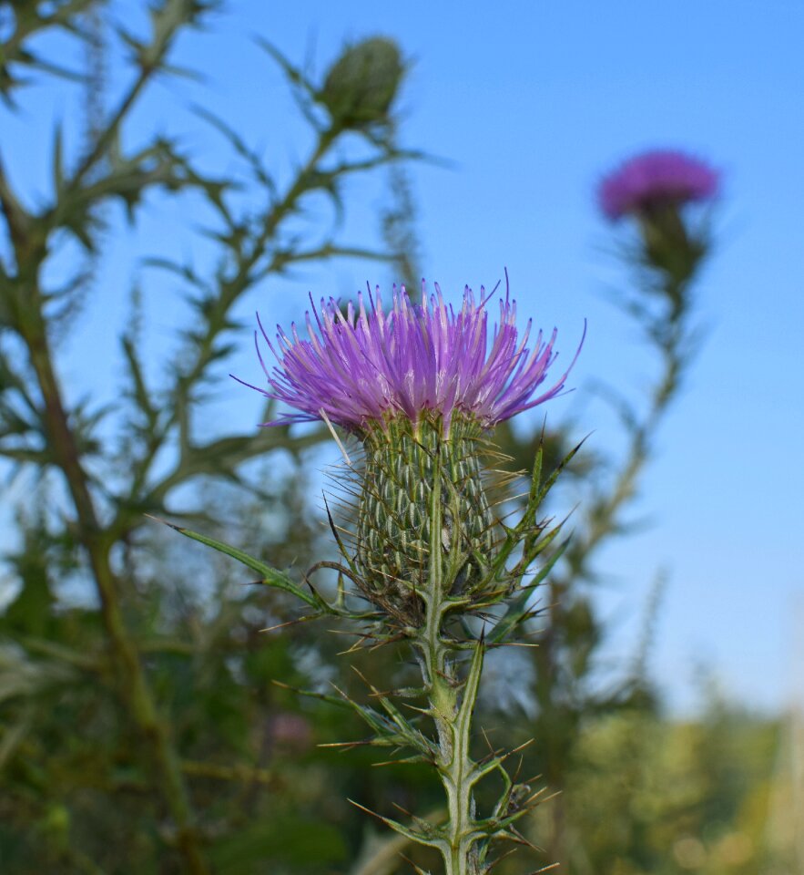 Blossom bloom meadow