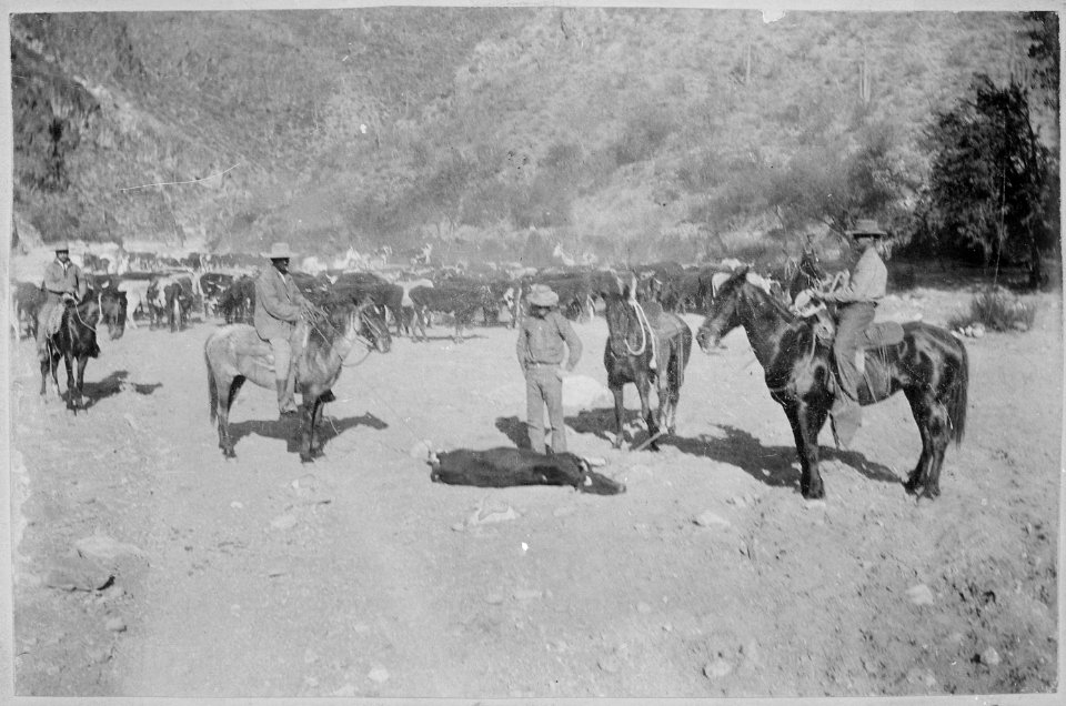 Cattle Round Up. Close view of a steer downed for branding, ca. 1896-99, Arizona Territory - NARA - 516378