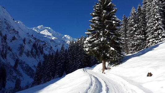 Alpine away forest road photo