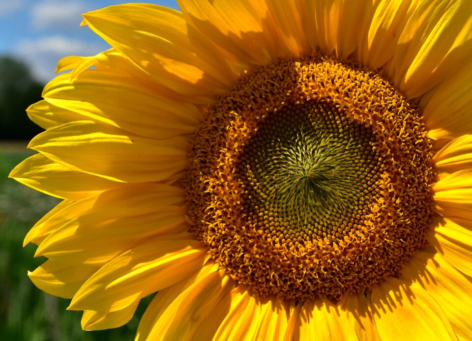 Yellow blossom bloom