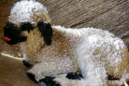 Livestock black white