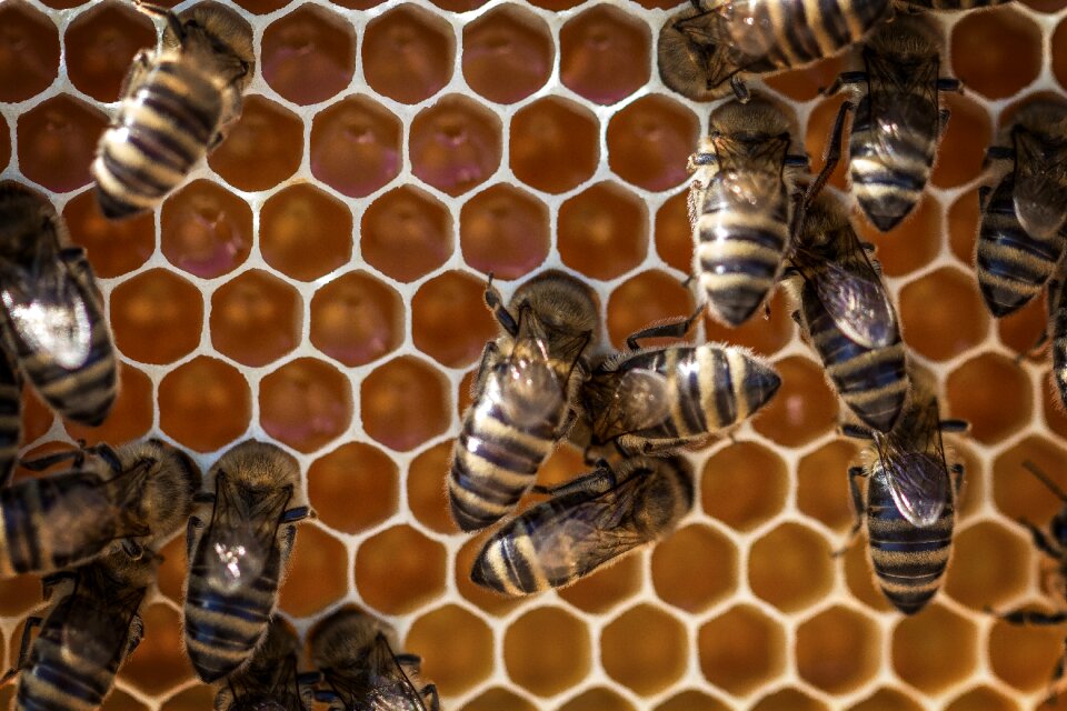 Beeswax bee beekeeping