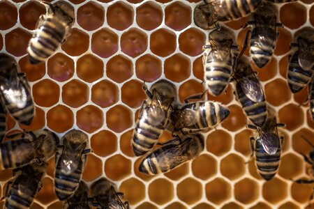 Beeswax bee beekeeping