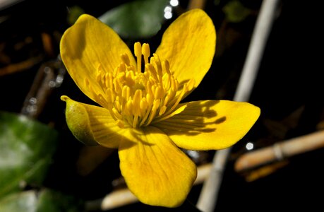 At the court of leaf blooming