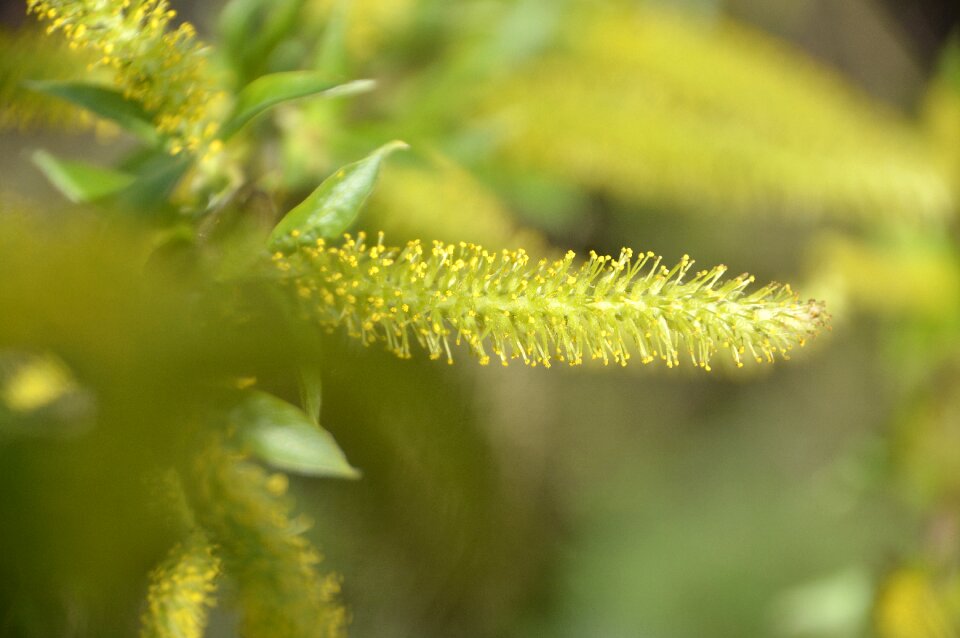 Close up growth yellow