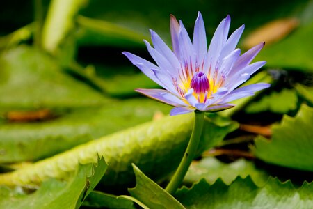 Waterlily blooming green meditation