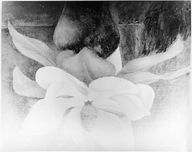 Full Blown Magnolia - NARA - 559119