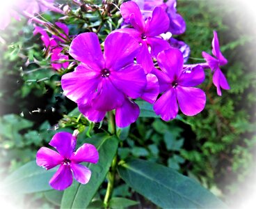 Flame flower flowers dark purple photo