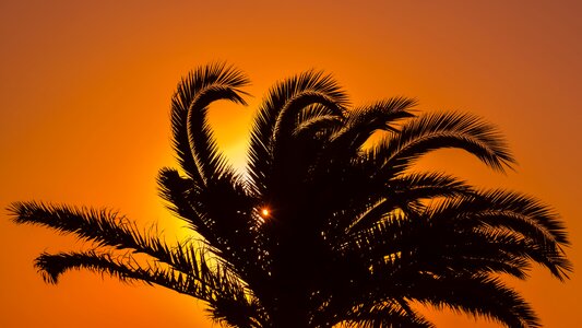 Orange summer exotic