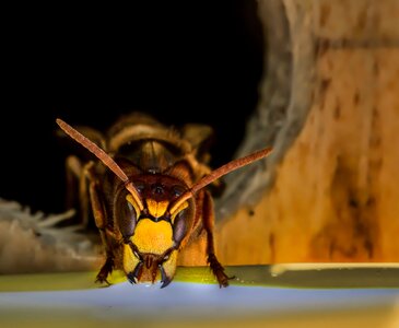 Close up animal sting