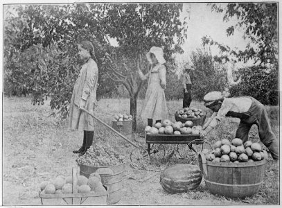 Gathering the Fruits of an Oklahoma Farm-Apples, Peaches, Plums, Pears, Grapes, and Melons. Children at their chores, - NARA - 516437