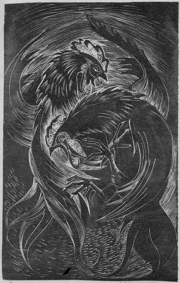 Fighting Cocks, 1962 - NARA - 558913