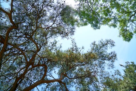 Nature spring sprig