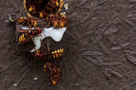 Insect wasp close up photo