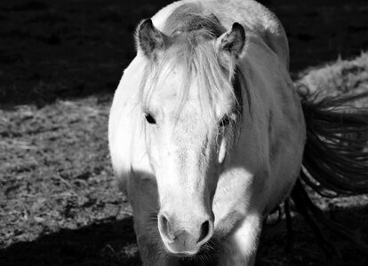 Horseback riding mane white horse photo
