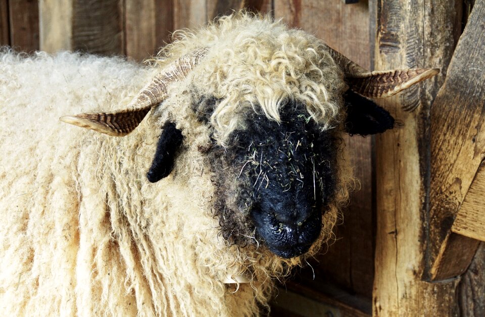 Livestock black white