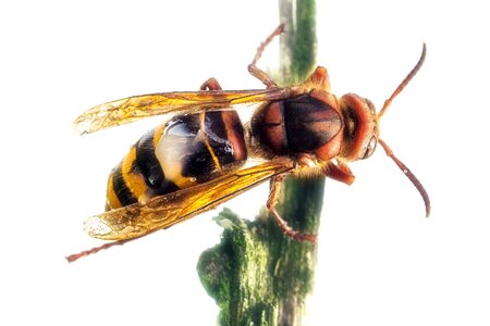 Macro wasp close up photo