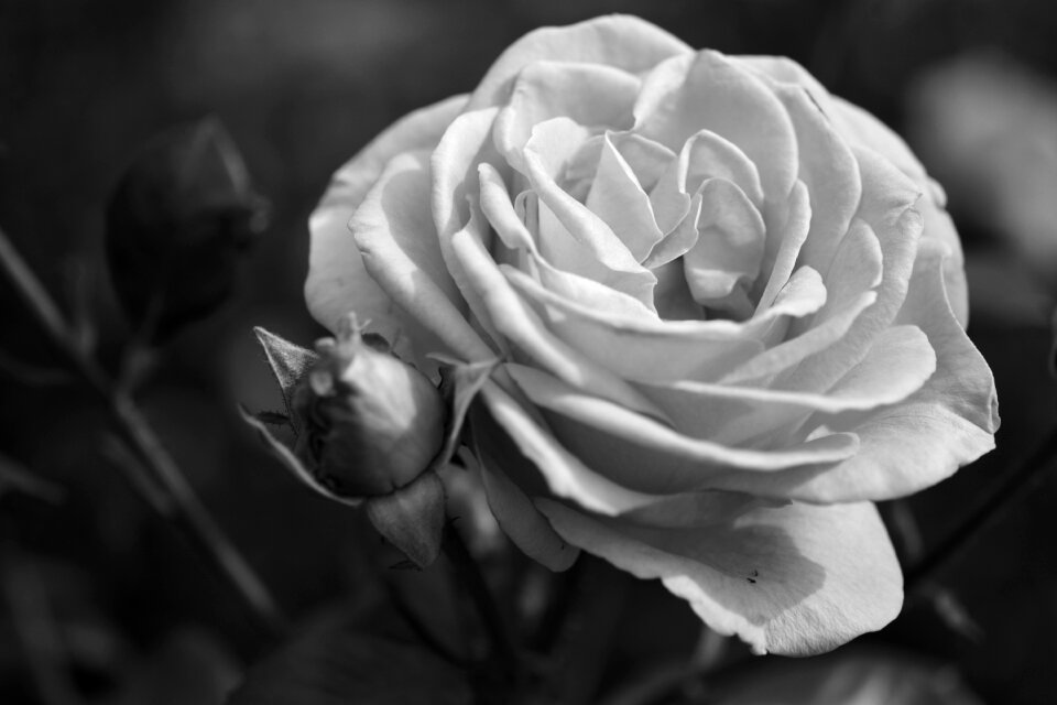 Fragrance blossom bloom