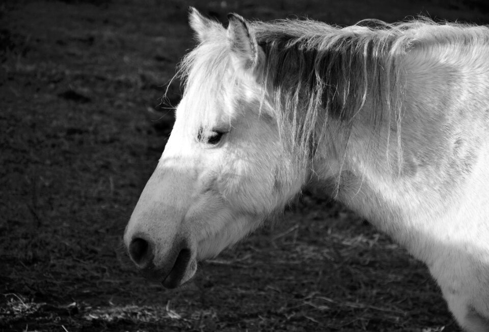 Head profile horseback riding animal