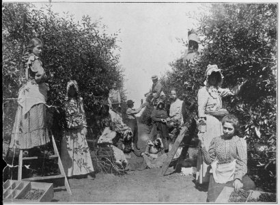 Picking cherries on an Oklahoma Fruit Ranch. A baby in a stroller watches the busy family at work, ca. 1900. Copy of h - NARA - 516436