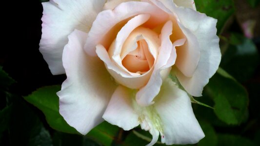 Bloom white inside