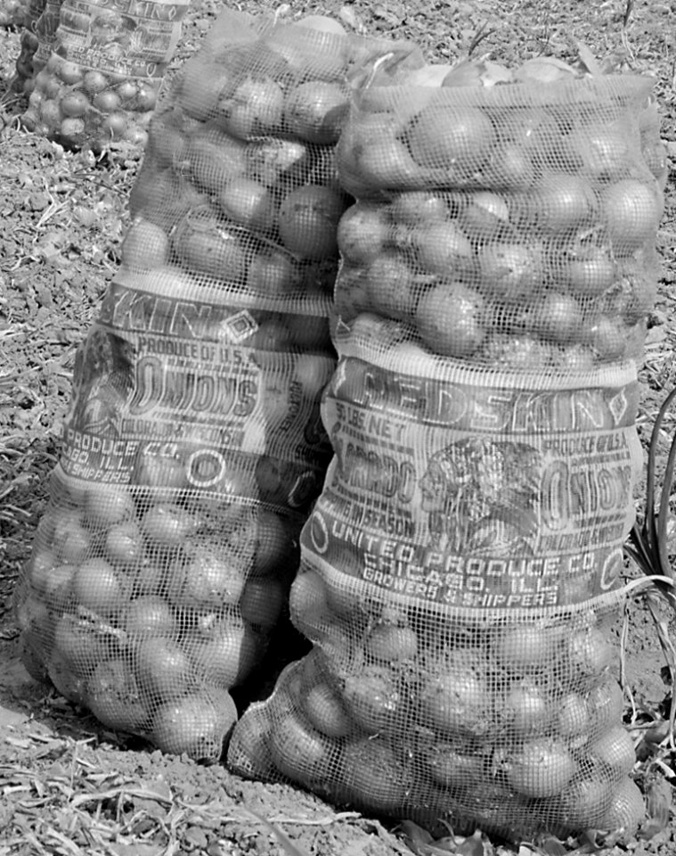 Redskin Colorado Onions 50 lb. bag detail, Granada Relocation Center, Amache, Colorado. Onion field on project farm. A total of nearly 15,00 . . . - NARA - 539950 (cropped)