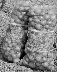 Redskin Colorado Onions 50 lb. bag detail, Granada Relocation Center, Amache, Colorado. Onion field on project farm. A total of nearly 15,00 . . . - NARA - 539950 (cropped) photo