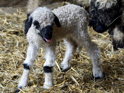 Livestock black white