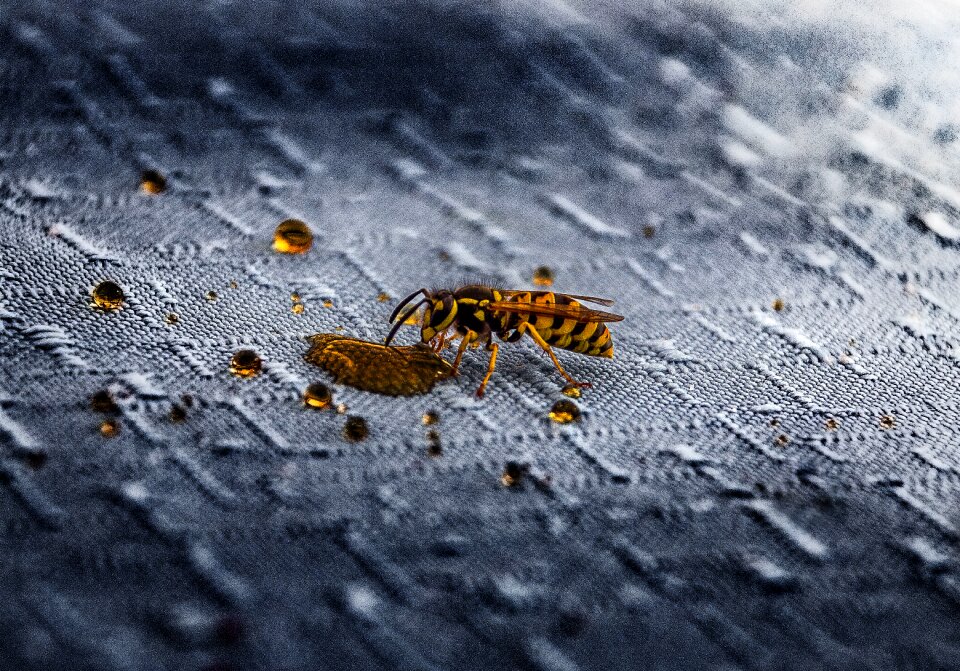 Summer animal world wasps