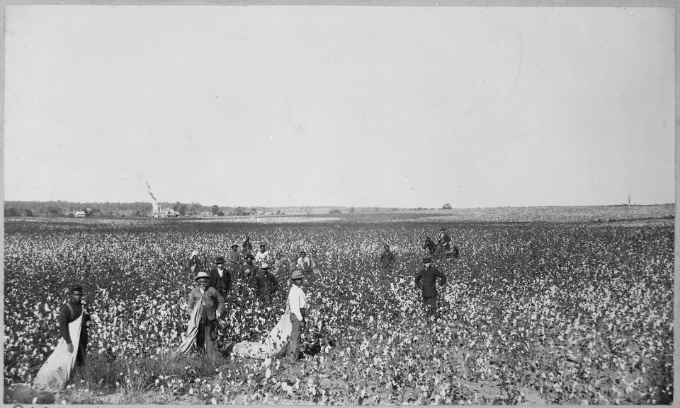 Oklahoma Cotton Field. Overseer and Negro cotton pickers, ca. 1897-98, ca. 1897 - ca. 1898 - NARA - 516434